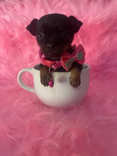 PINSCHER