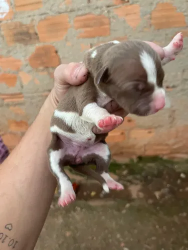 Filhotes de Pitbul