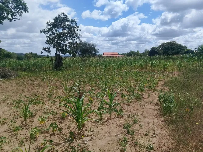 Vende-se meia tarefa de terra