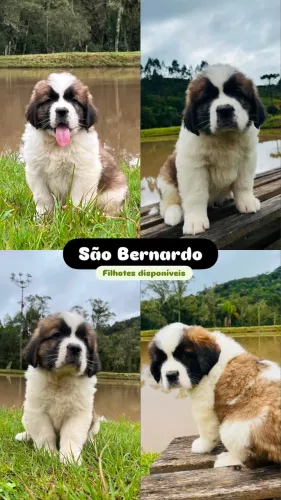 Filhotes São Bernardo