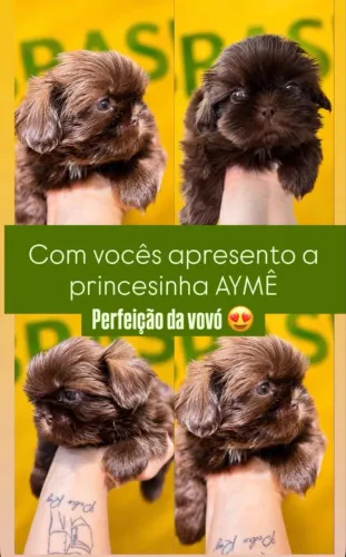 Shihtzu 