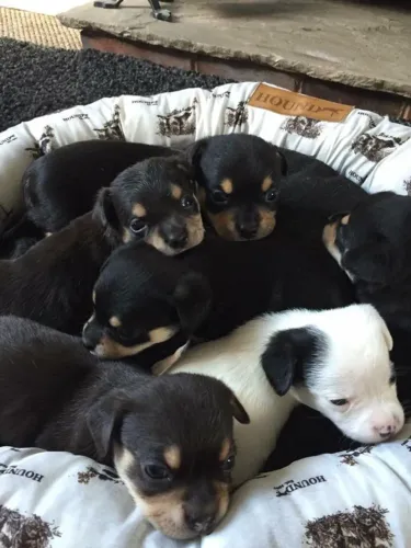 corre que é dos pequenos pinscher x chihuahua 