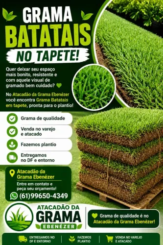 Grama batatais no tapete Aparti 19,90 o metro quadrado