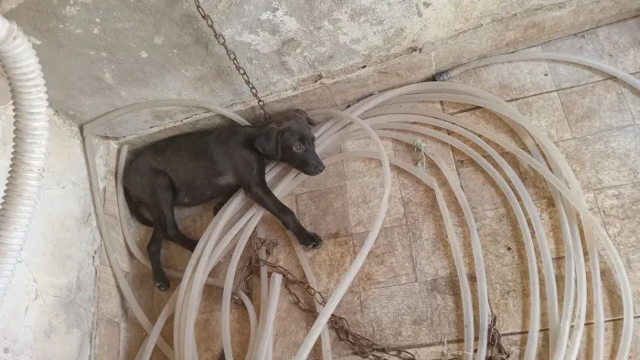 Cachorrinha para Doação 
