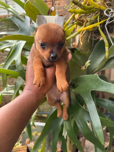 Fêmea de Pinscher