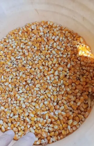 Venda de Milho em Grãos,Soja em Grãos e Farelo de Soja Direto do produtor sem atravessador