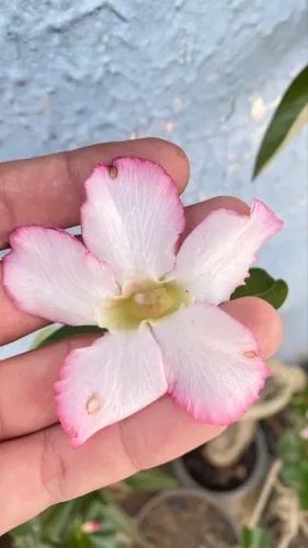 Rosas do deserto