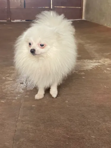 Spitz macho anão 18cm
