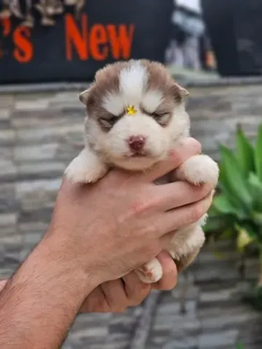 Husky Siberiano