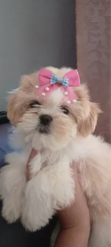 Vendo Shih Tzu