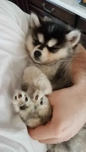 Filhote husky siberiano, O filhotinho perfeito para você está aqui!
