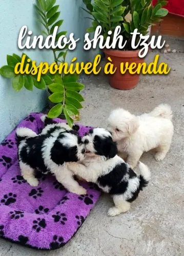 Lindos filhotes de Shitzu