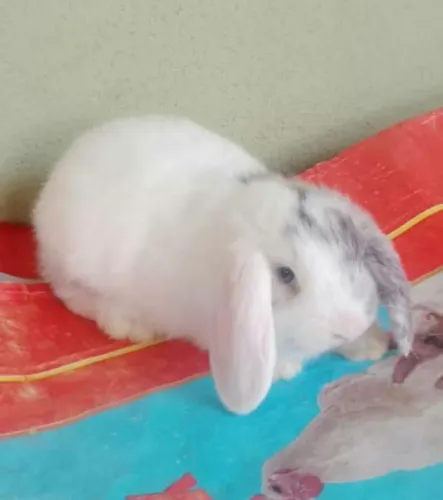 Mini coelho
