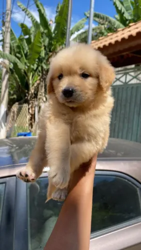 Filhote golden retriever, Uma nova amizade pode começar hoje!
