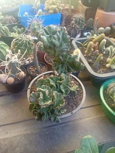 Cactos
