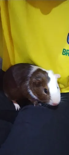 Porquinhos da Índia