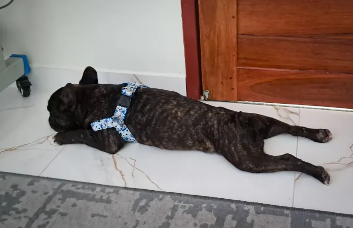 Buldogue 