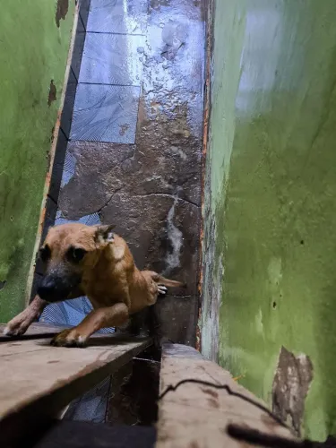 Doa-se cachorro