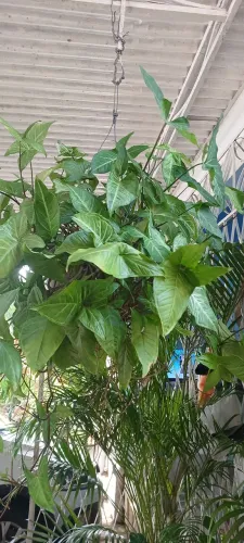 Giboia verde 