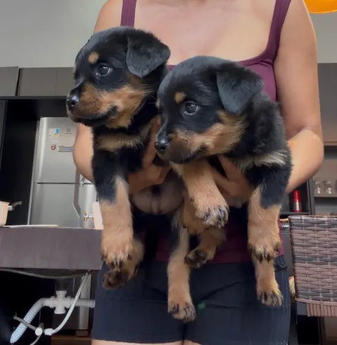 Rotweiller