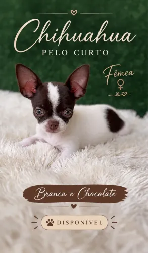 Chihuahua Pelo Curto Chocolate e Branco