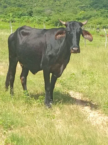 Vacas