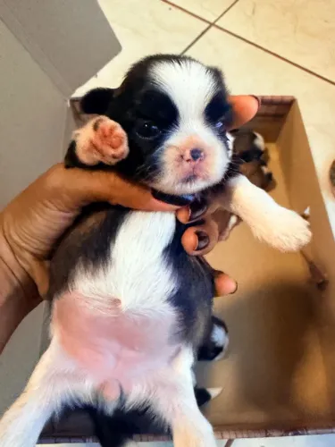 Shihtzu mini