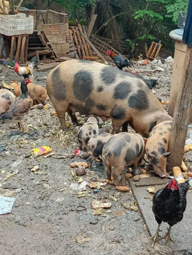 vende se porcos