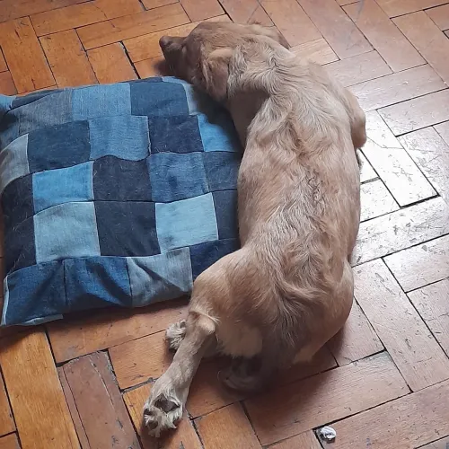 Doação de um cachorro SRD com 5 meses