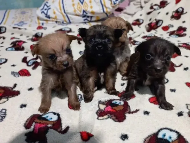 Filhotes de Pinscher com Shih-Tzu