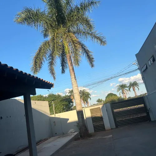 Palmera