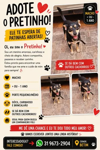 Lindo cãozinho pra doação 