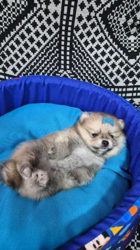 Lulu da pomerania 