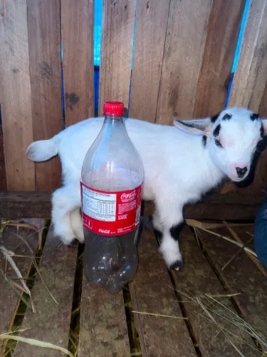 VENDE-SE MINI CABRA 