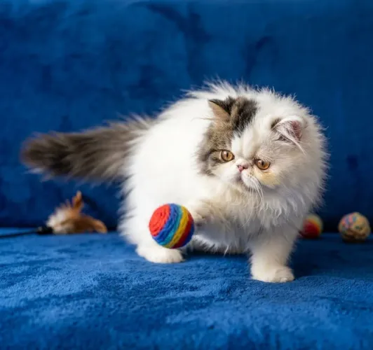 Gato persa filhote