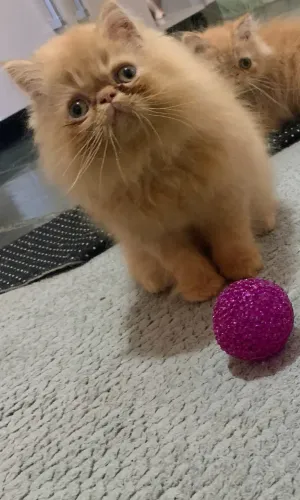 Gato persa