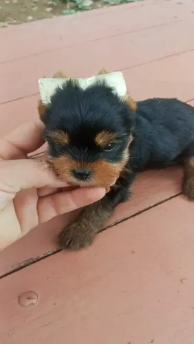 Yorkshire machinho com Microchip