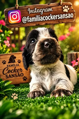 Cocker Spaniel Inglês 