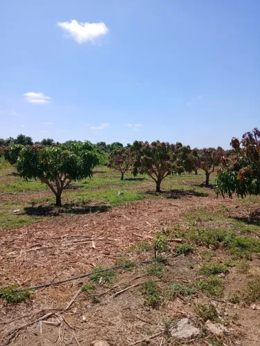 Lote Agrícola a 25 km de petrolina