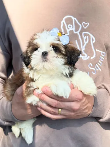 Filhotes De ShihTzu - Leve Para Casa Um Pedacinho De Felicidade