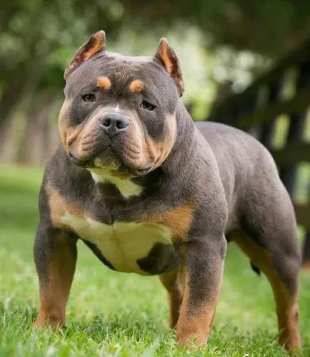 Os incríveis American Bully procedência e pedigree ..