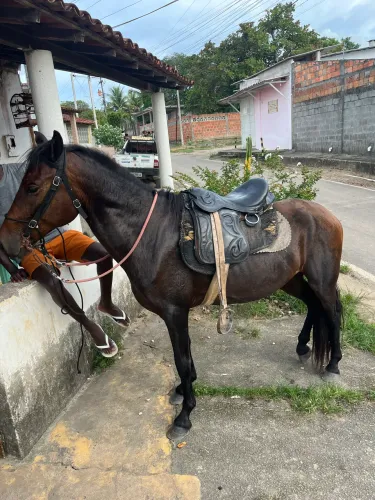 Cavalo a venda!!