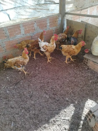 Frangos caipira, melhor preço e qualidade