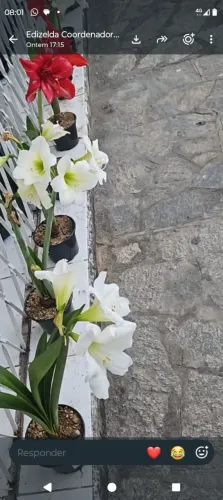 Amarílis