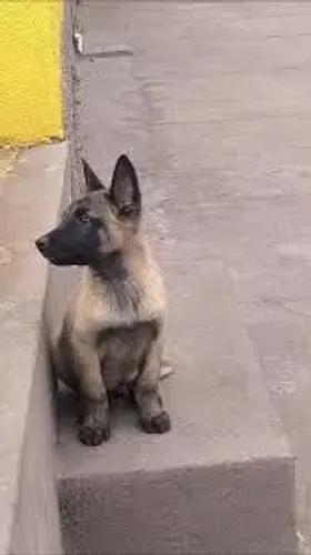 Pastor alemão/ belga / malinois filhotes