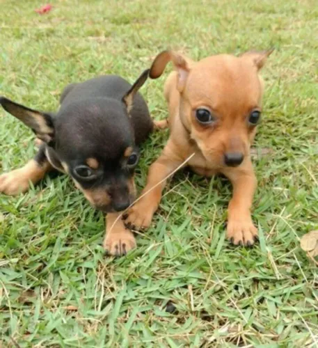 Pinscher pequeno no tamanho, grande na personalidade 