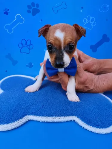 Pinscher Macho Puro, Carinhoso e Ativo