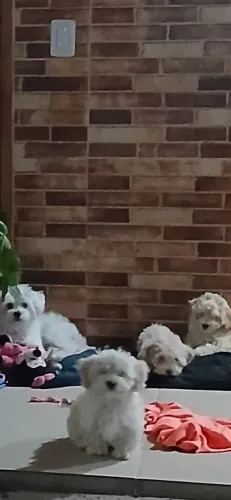 Poodle fêmea 