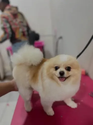 Spitz alemão disponível para doação 