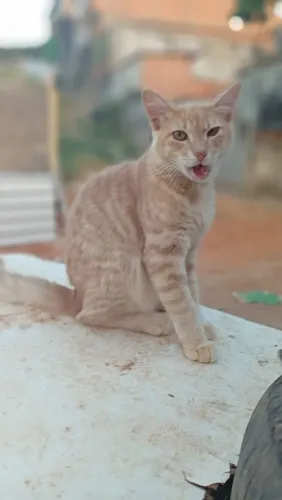 Gatinhos castrados